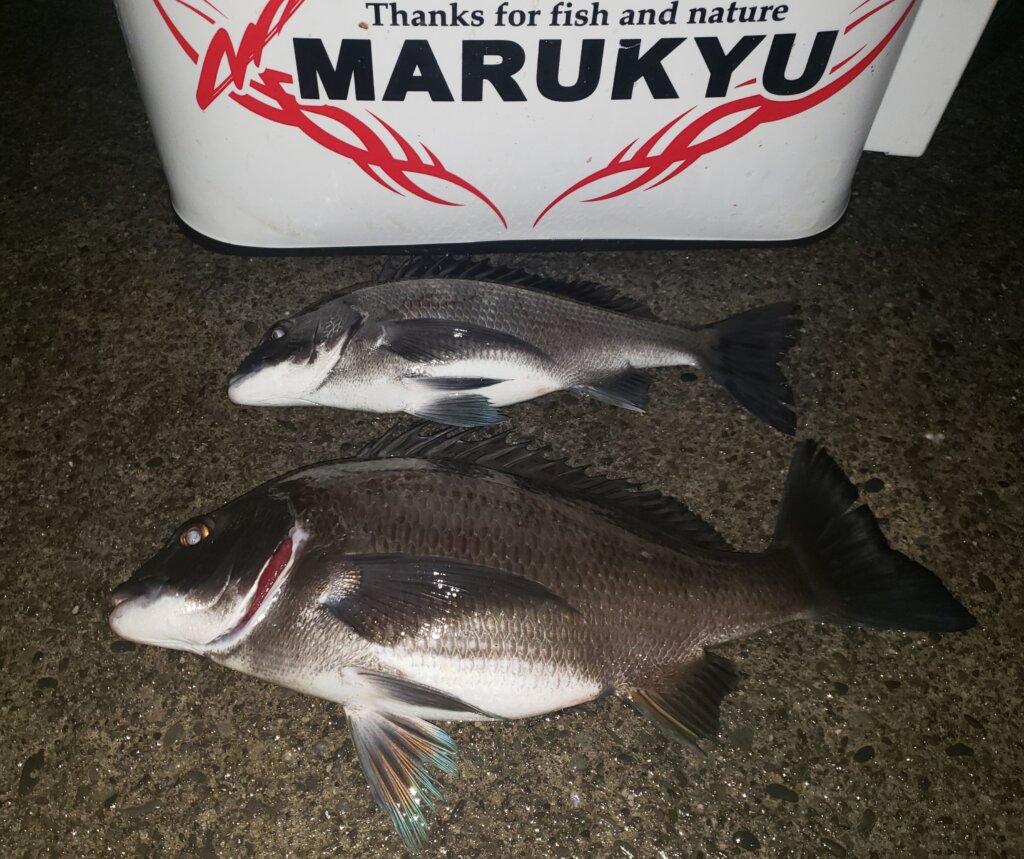 2021年02月16日（火曜日）｜クロダイ・チヌ（フカセ釣り）｜静岡県