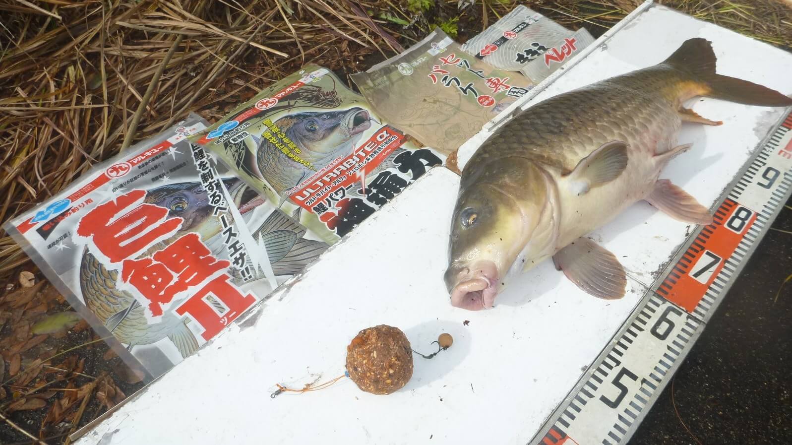 2021年11月13日（土曜日）｜コイ｜秋田県 – 八郎潟｜吸い込み（コイ）｜フィールドスタッフ橋場 信幸