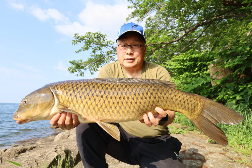 自在鉤の特大鯉　92センチ 自在鉤の特大鯉 92センチ