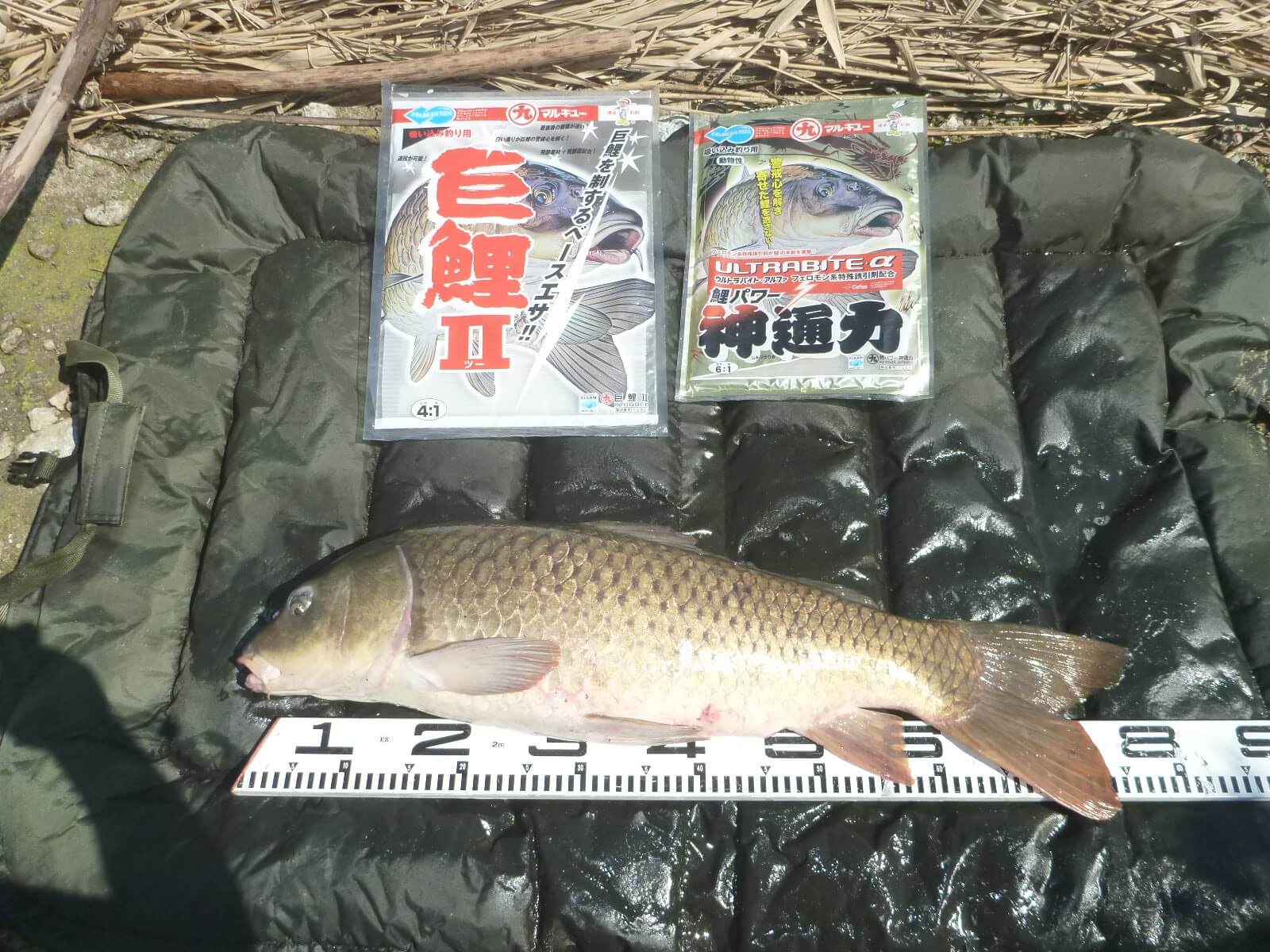 2022年09月24日（土曜日）｜コイ｜秋田県 – 八郎潟｜吸い込み（コイ）｜フィールドスタッフ橋場 信幸