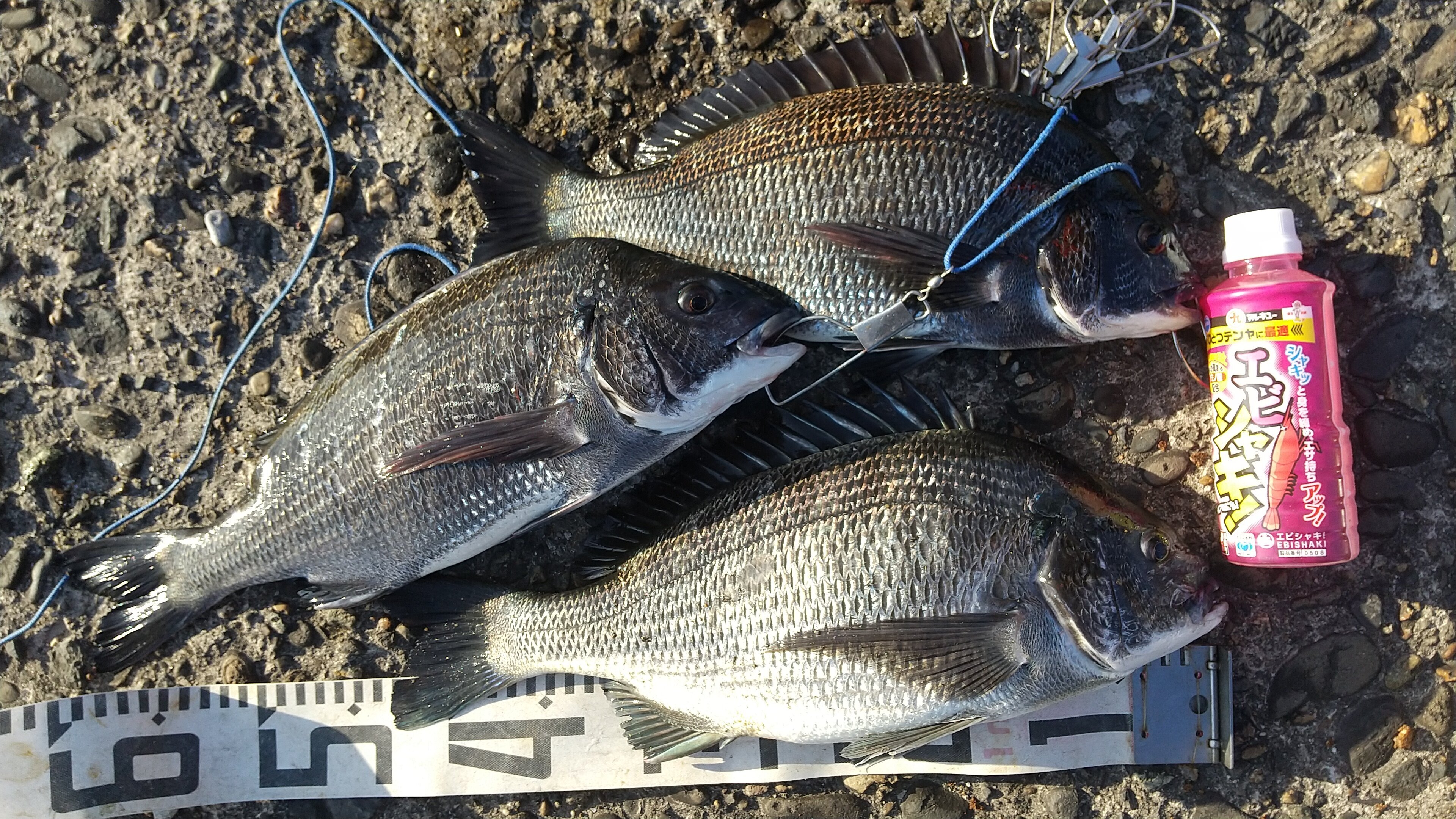 2022年10月16日（日曜日）｜クロダイ・チヌ（フカセ釣り）｜茨城県 – 鹿嶋市鹿島港魚釣園｜ウキフカセ｜フィールドテスター宮永 敏彦