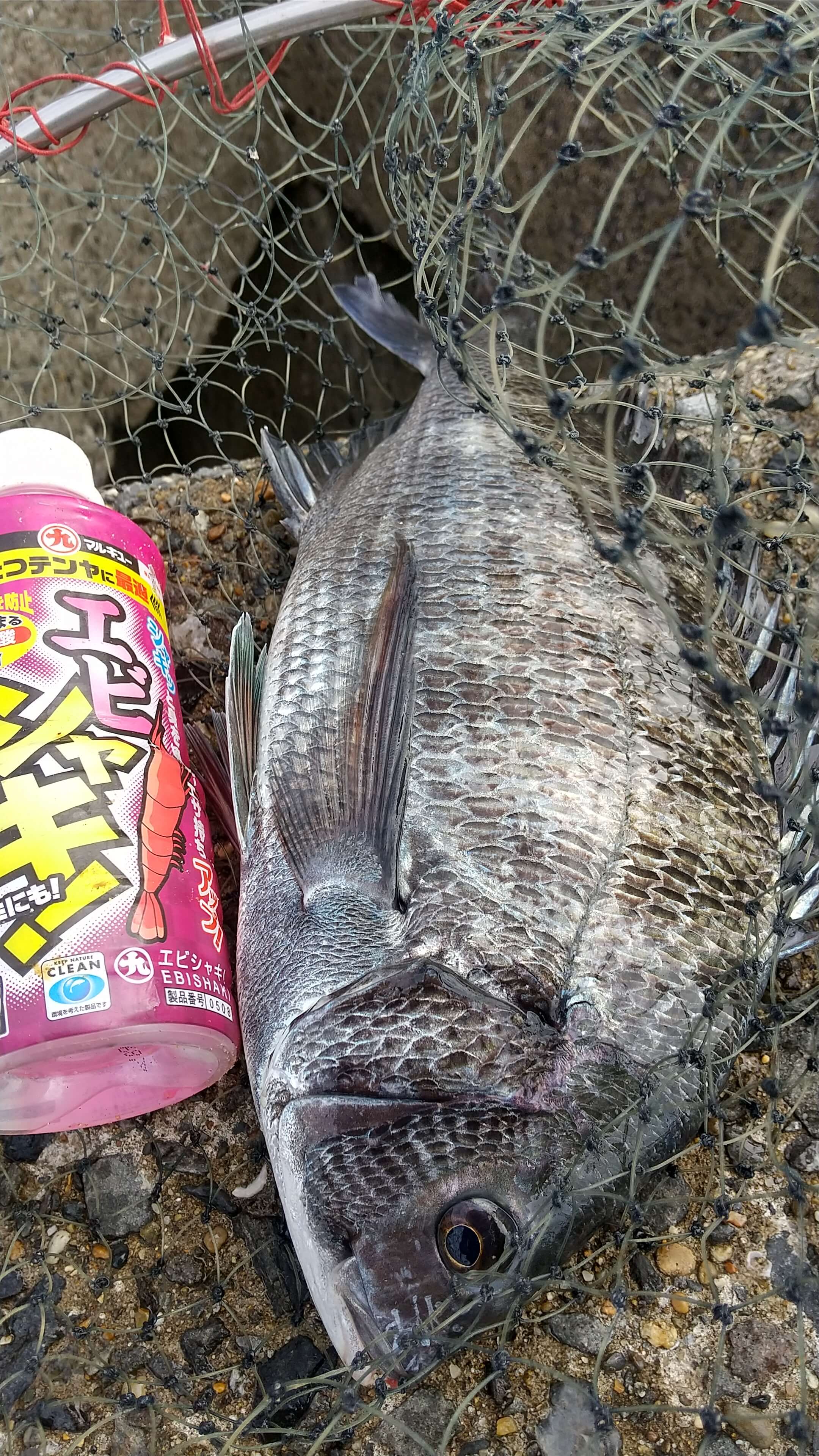 2022年11月07日（月曜日）｜クロダイ・チヌ（フカセ釣り）｜千葉県 – 旭市飯岡港｜ウキフカセ｜フィールドテスター宮永 敏彦
