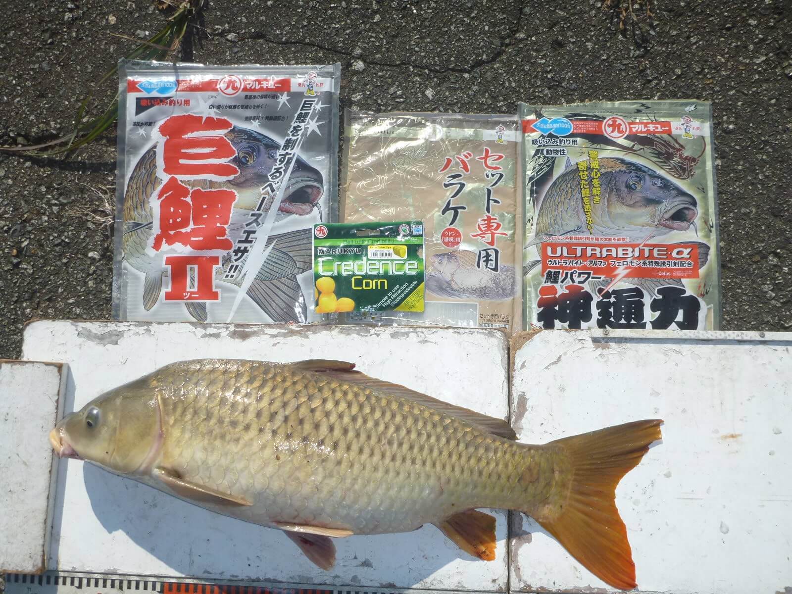 2022年11月12日（土曜日）｜コイ｜秋田県 – 八郎潟｜吸い込み（コイ）｜フィールドスタッフ橋場 信幸
