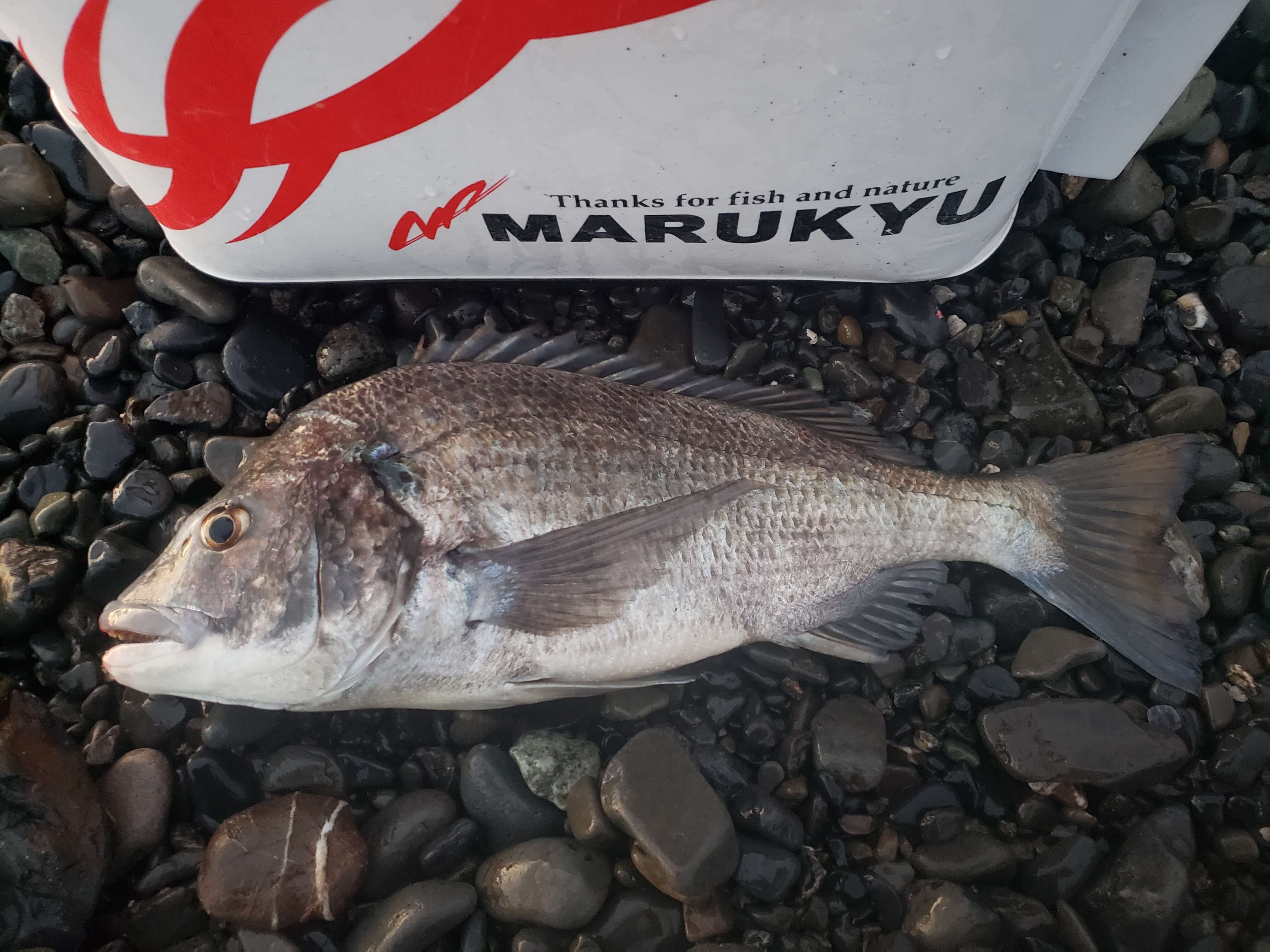 2023年02月15日（水曜日）｜クロダイ・チヌ（渚釣り）｜静岡県 – 静岡市 駒越海岸｜渚｜フィールドスタッフ齋藤 庸三
