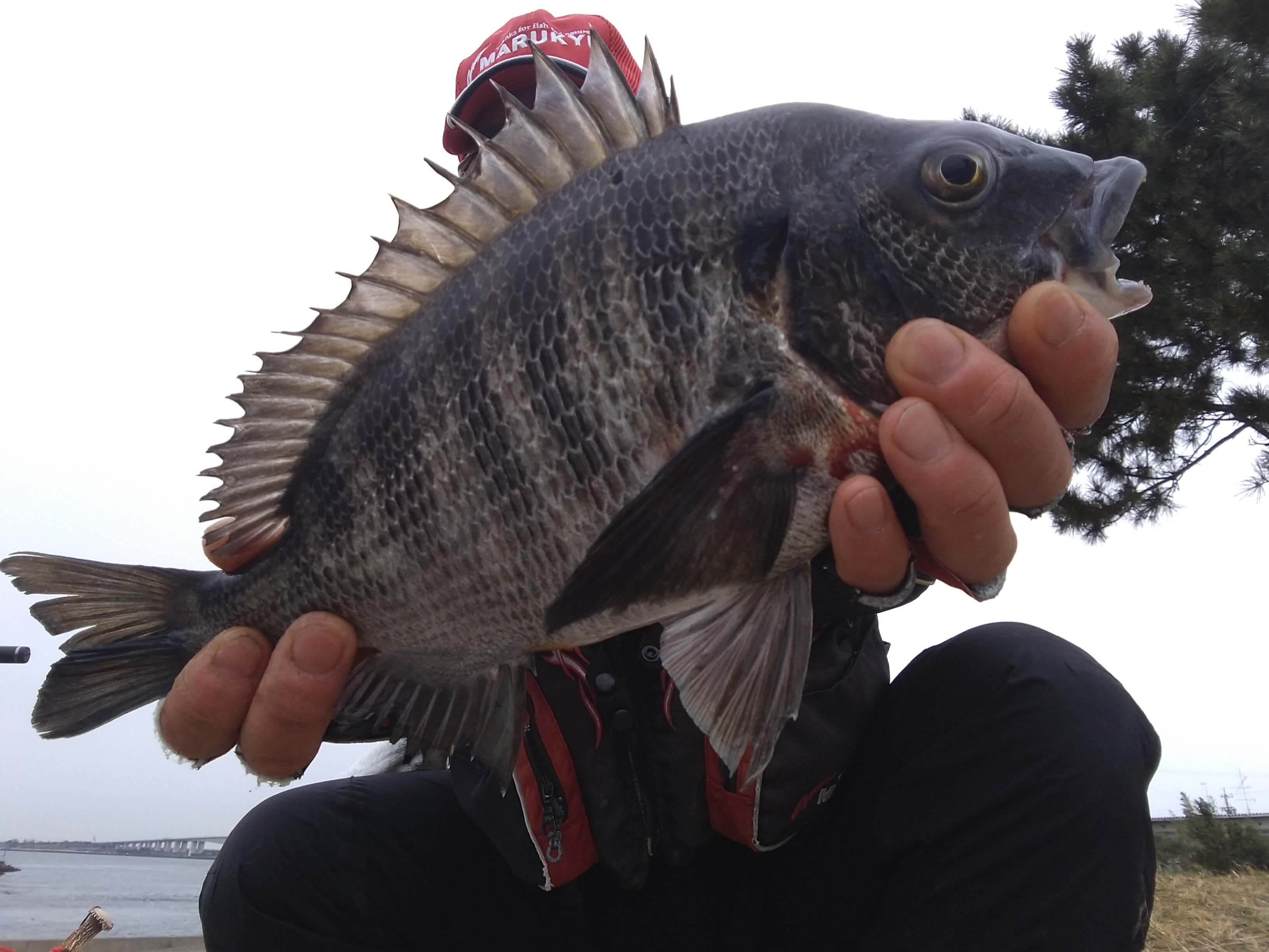 2023年02月24日（金曜日）｜クロダイ・チヌ（フカセ釣り）｜静岡県 – 浜松市西区 新居岸壁｜ウキフカセ｜フィールドスタッフ石黒 昌浩