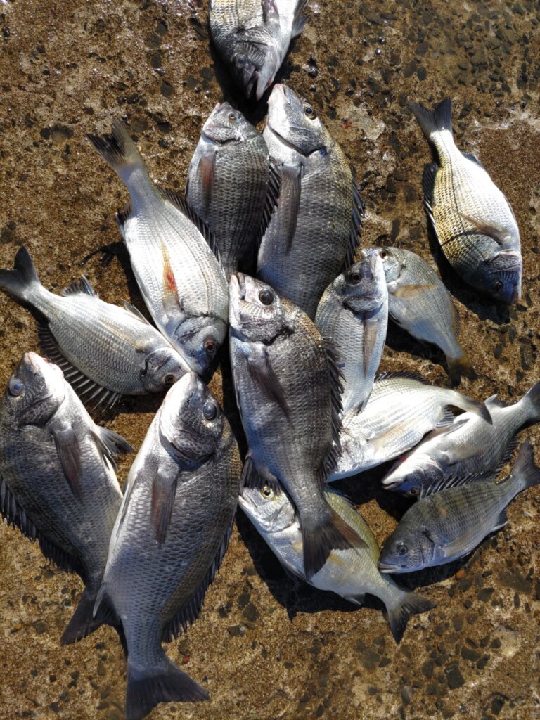 2023年09月10日（日曜日）｜クロダイ・チヌ（フカセ釣り）｜青森県