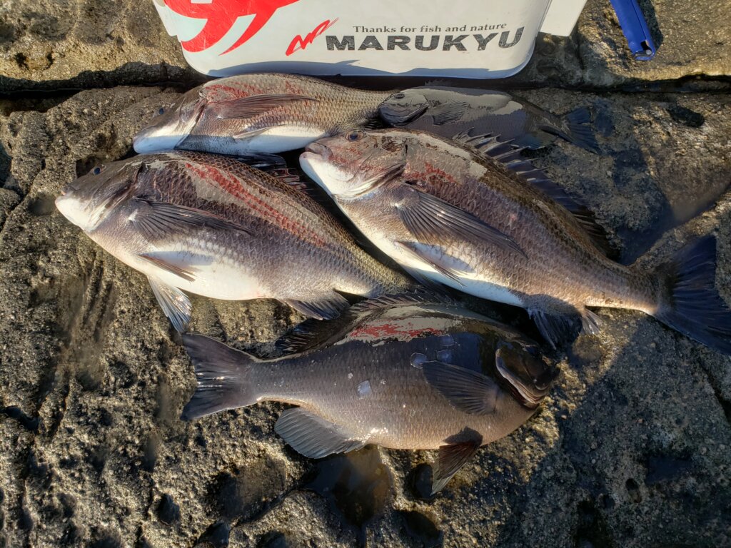 クロダイ　チヌ　磯釣りセット 20240313_163433-1024x768.jpg