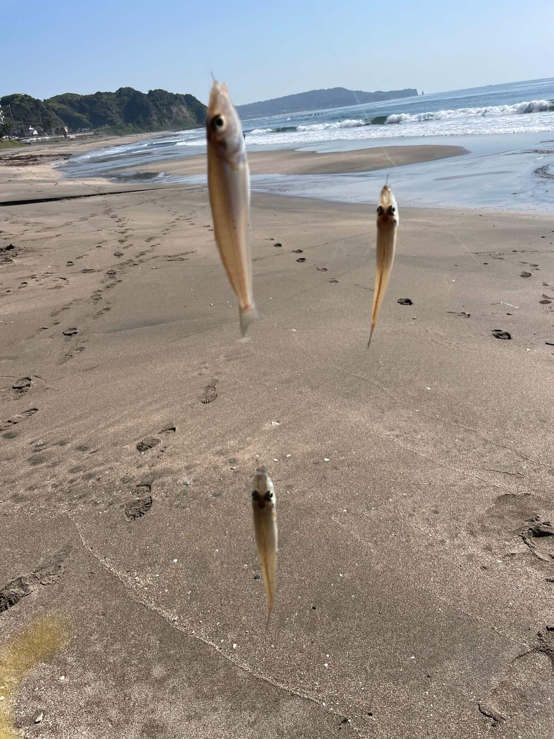 2025年04月27日（日曜日）｜キス｜千葉県 – 部原海岸｜投げ｜フィールドスタッフ大森 浩