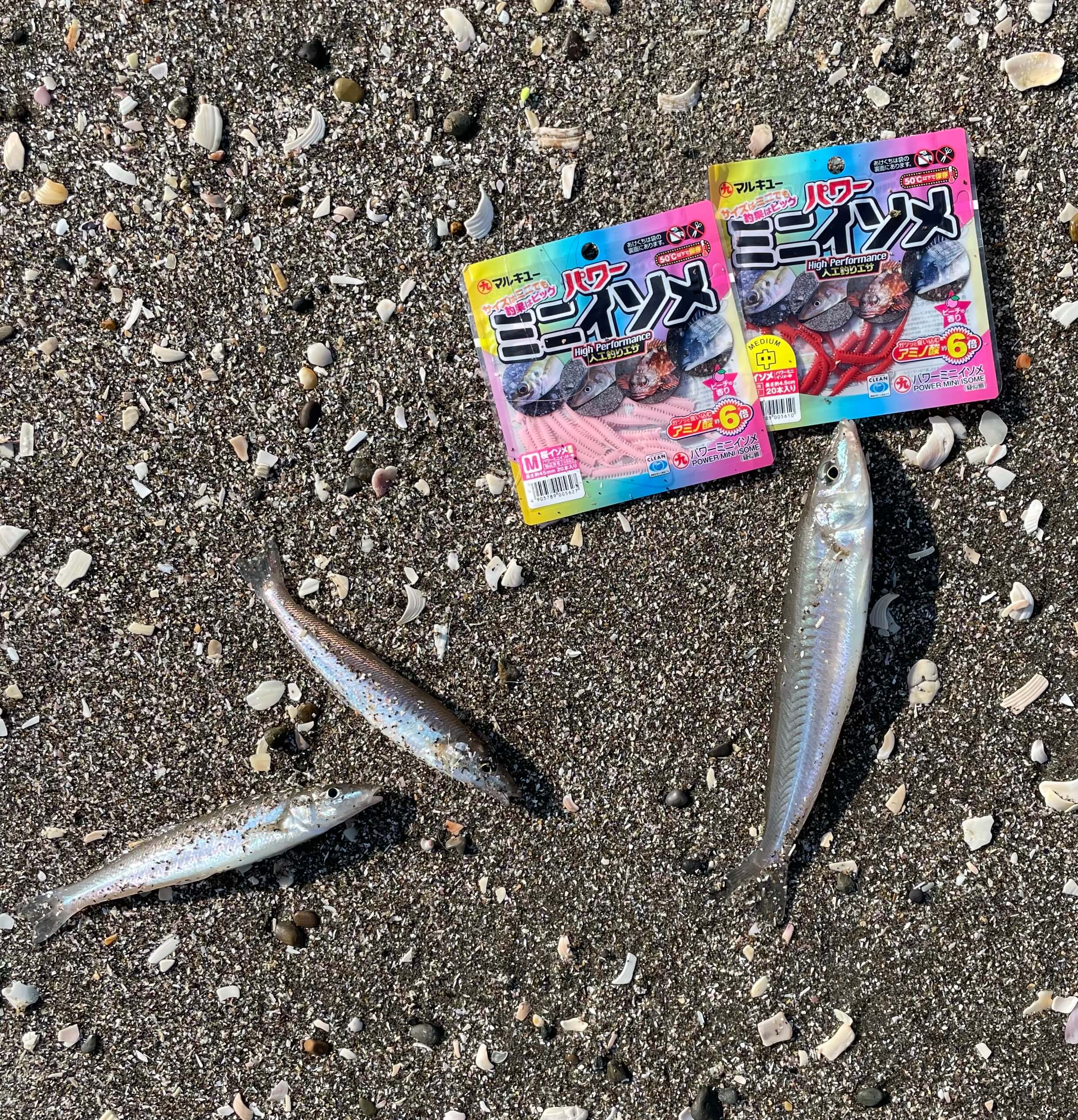 2025年08月21日（木曜日）｜キス｜千葉県 – 富津市　布引海岸｜投げ｜フィールドスタッフ大森 浩