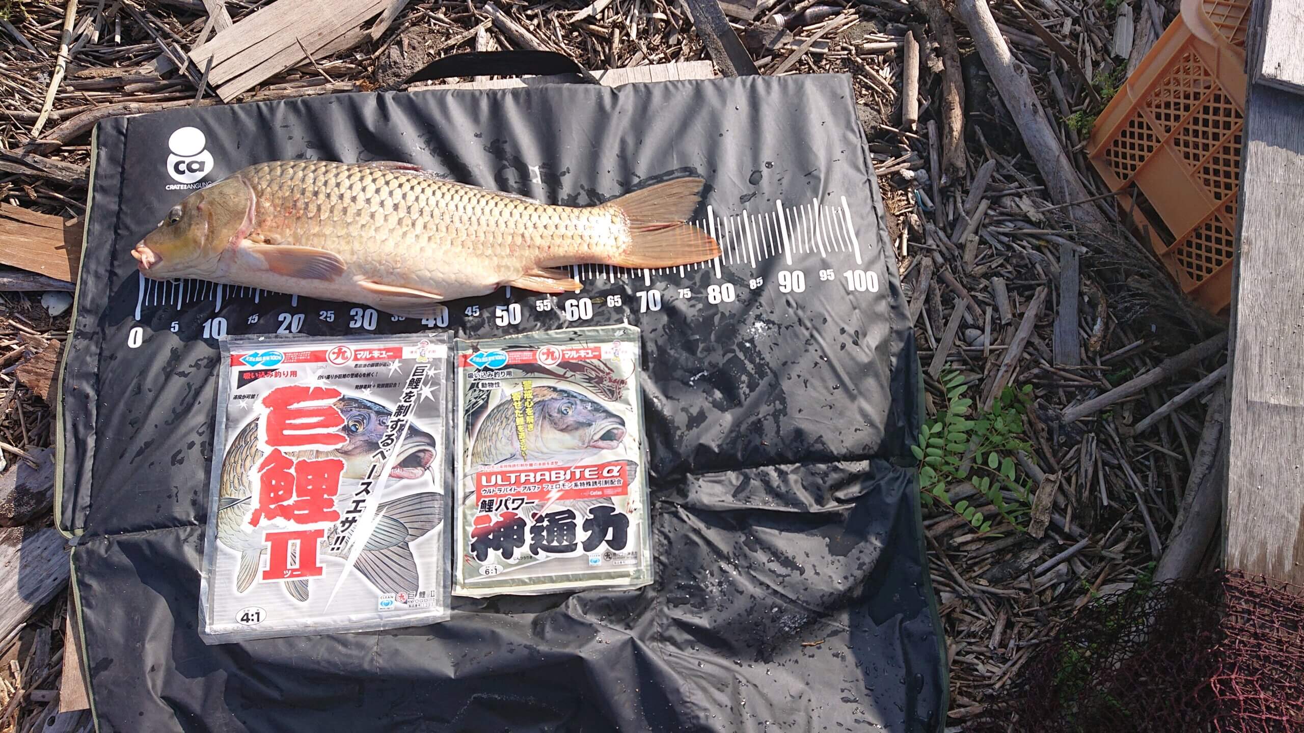 2025年08月30日（土曜日）｜コイ｜秋田県 – 八郎潟｜吸い込み（コイ）｜フィールドスタッフ橋場 信幸