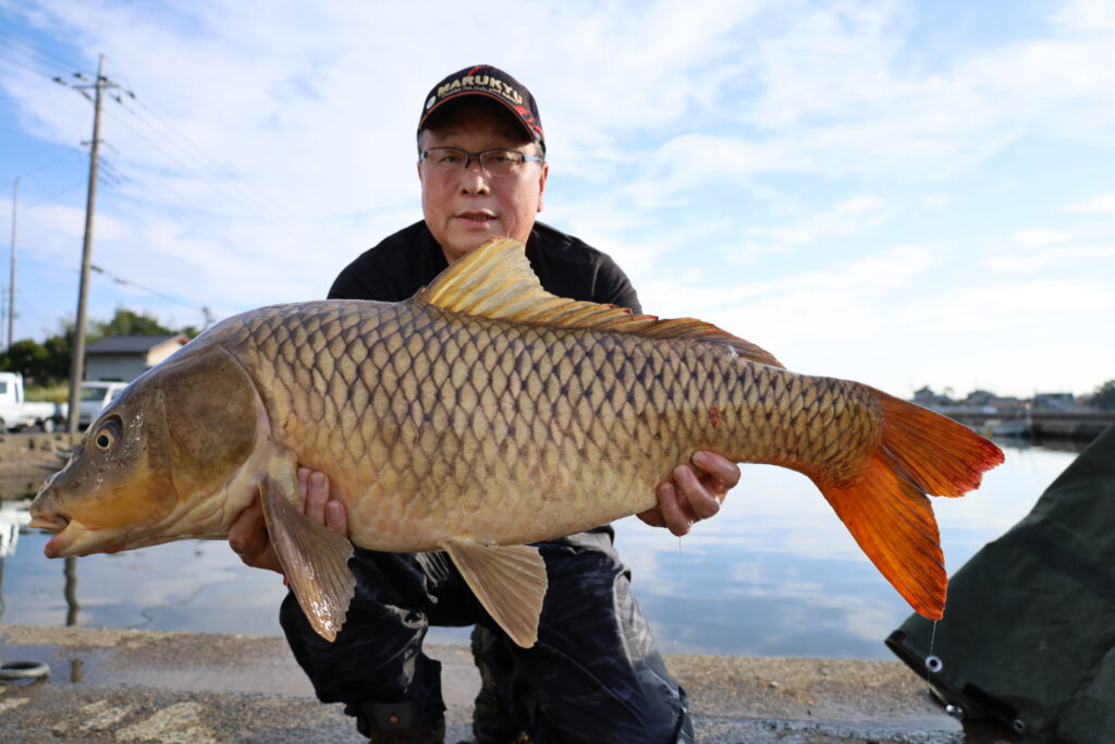 鯉 IMG_9095-1024x683.jpg