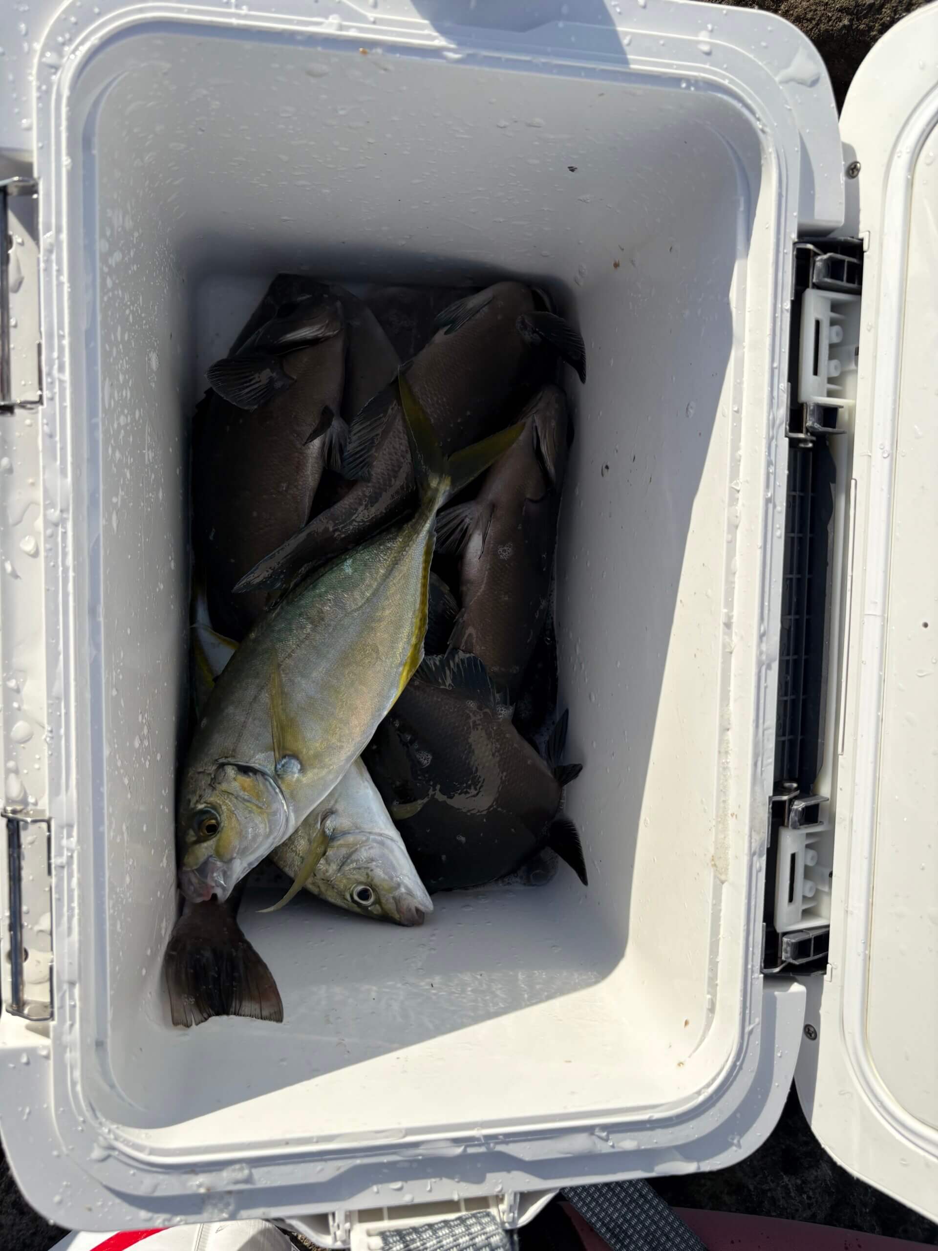 2025年10月30日（木曜日）｜メジナ・グレ・クロ｜静岡県 – 西伊豆町仁科白島｜ウキフカセ｜フィールドテスター田邉 昌汰