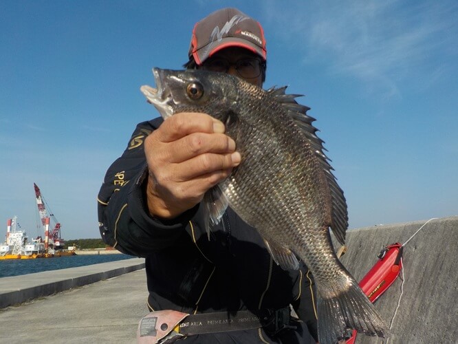 2025年11月07日（金曜日）｜クロダイ・チヌ（ウキダンゴ釣り）｜愛知県 – 常滑港｜ウキ紀州・ダンゴ｜フィールドテスター中村 輝夫