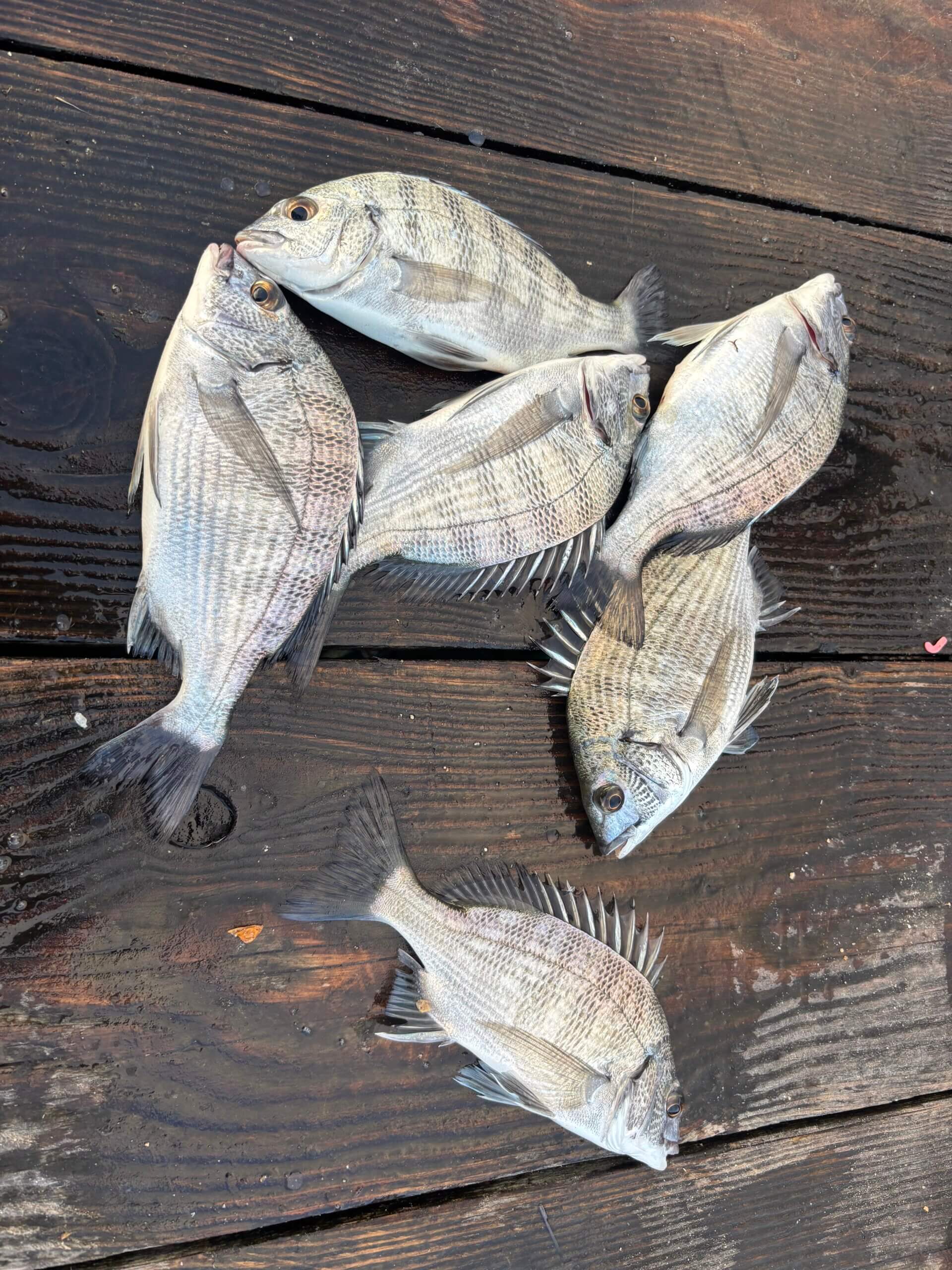 2025年11月01日（土曜日）｜クロダイ・チヌ（かかり釣り）｜福井県 – 若狭湾｜筏・かかり｜フィールドスタッフ島村　和良