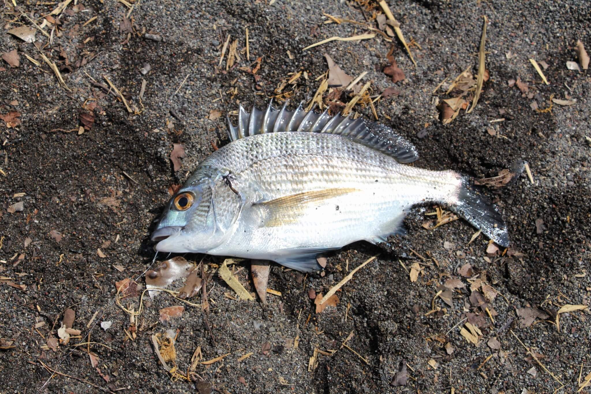 2025年11月08日（土曜日）｜クロダイ・チヌ（渚釣り）｜静岡県 – 沼津市牛臥海岸｜渚｜フィールドテスター大島 幸夫