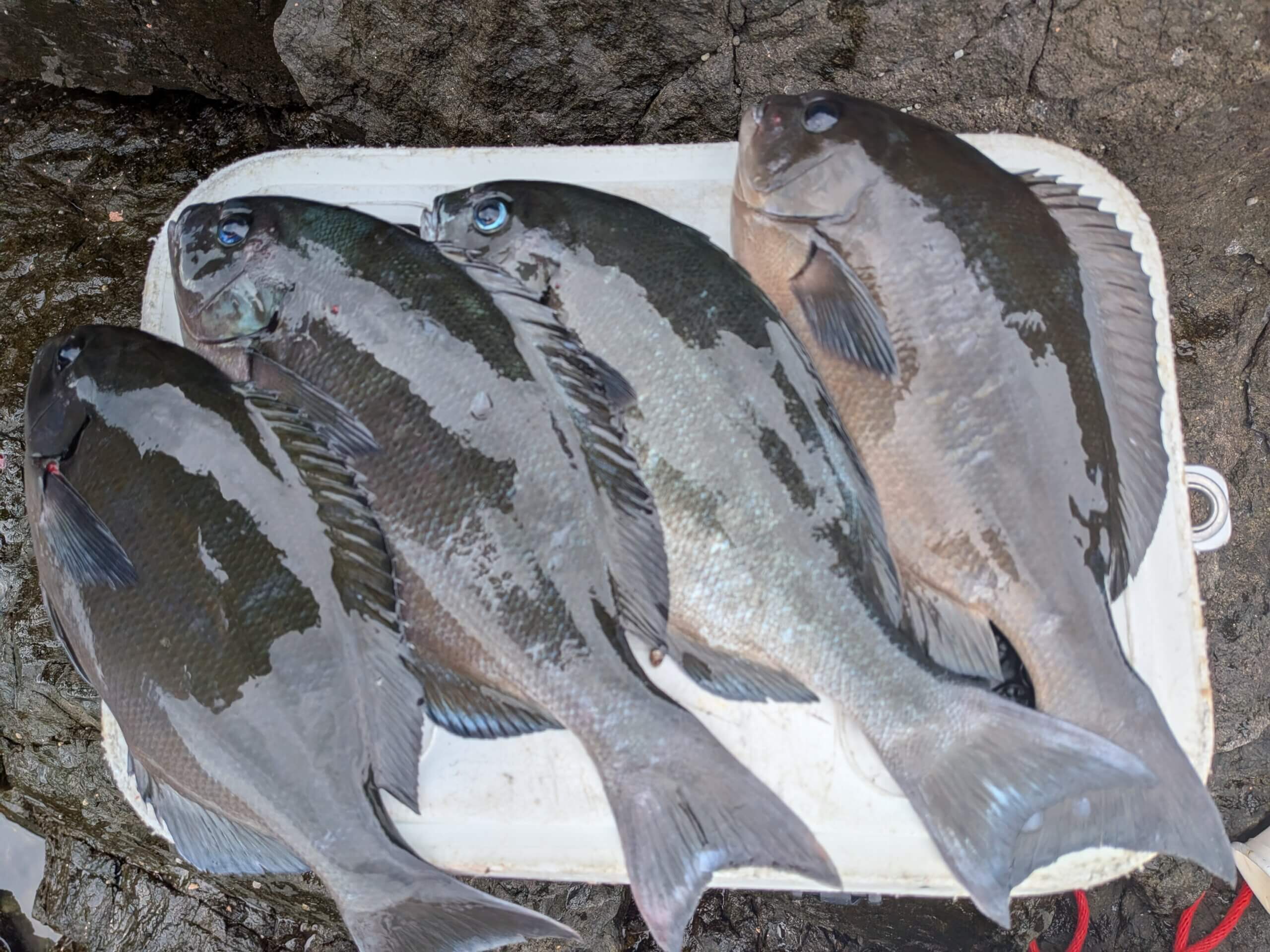 2025年11月02日（日曜日）｜メジナ・グレ・クロ｜三重県 – 方座浦の磯｜ウキフカセ｜田平学