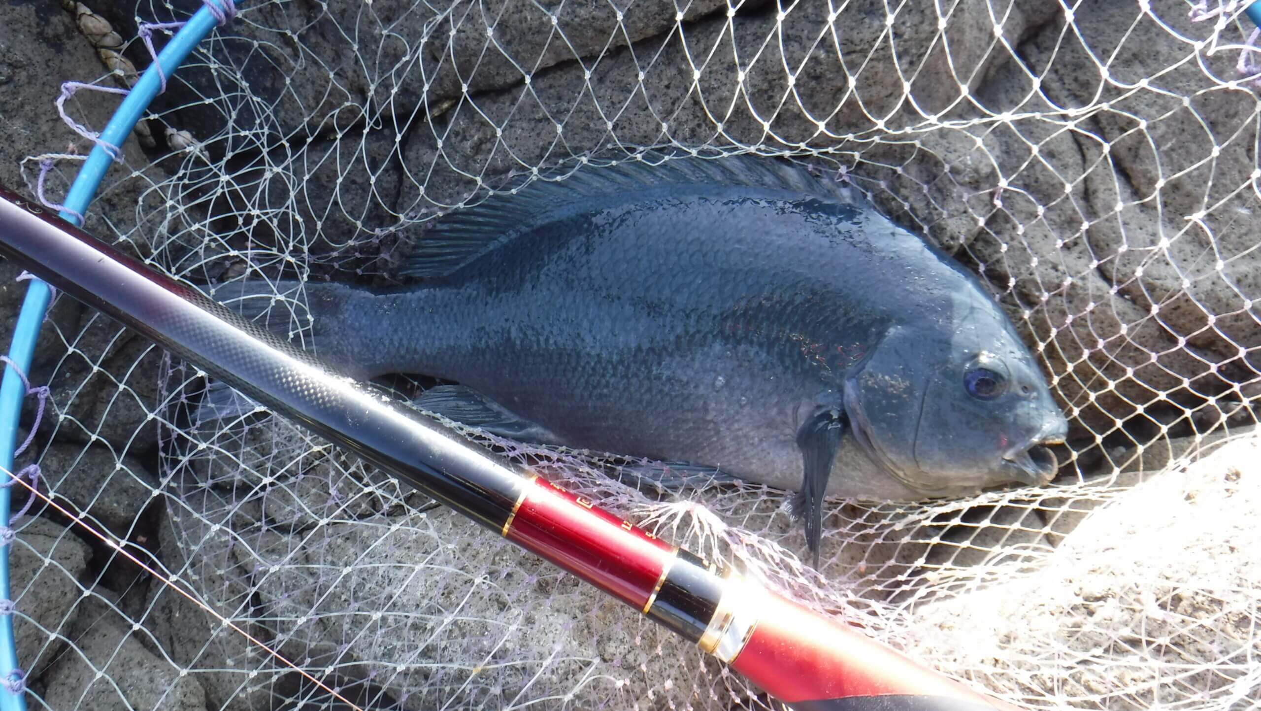 2025年12月22日（月曜日）｜メジナ・グレ・クロ｜静岡県 – 西伊豆　仁科　ヤトリ｜ウキフカセ｜フィールドスタッフ白澤 政記