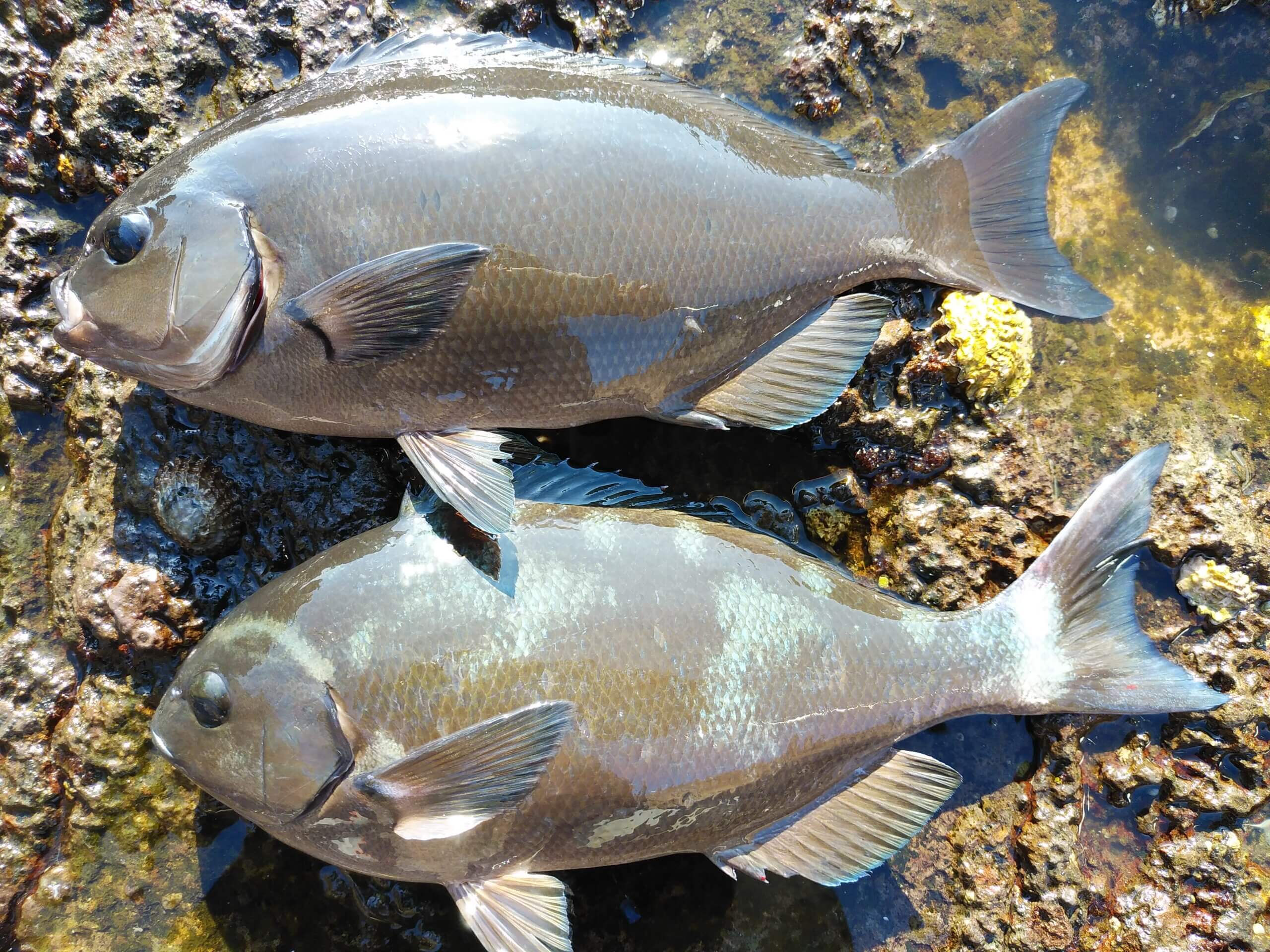 2025年12月19日（金曜日）｜メジナ・グレ・クロ｜静岡県 – 南伊豆妻良沖磯｜ウキフカセ｜フィールドスタッフ中山 智晴