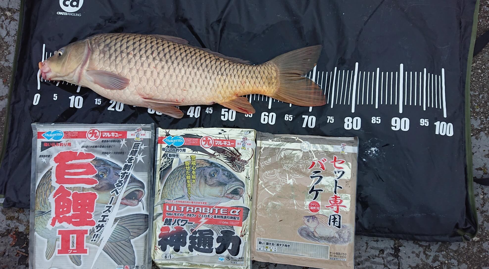 2025年12月21日（日曜日）｜コイ｜秋田県 – 八郎潟｜吸い込み（コイ）｜フィールドスタッフ橋場 信幸