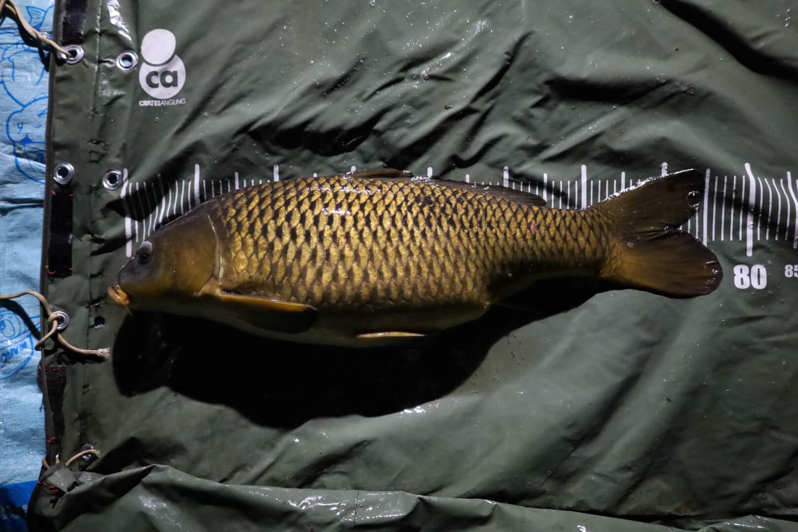 2025年12月26日（金曜日）｜コイ｜茨城県 – 那珂川｜｜フィールドスタッフ阿久津 宣好