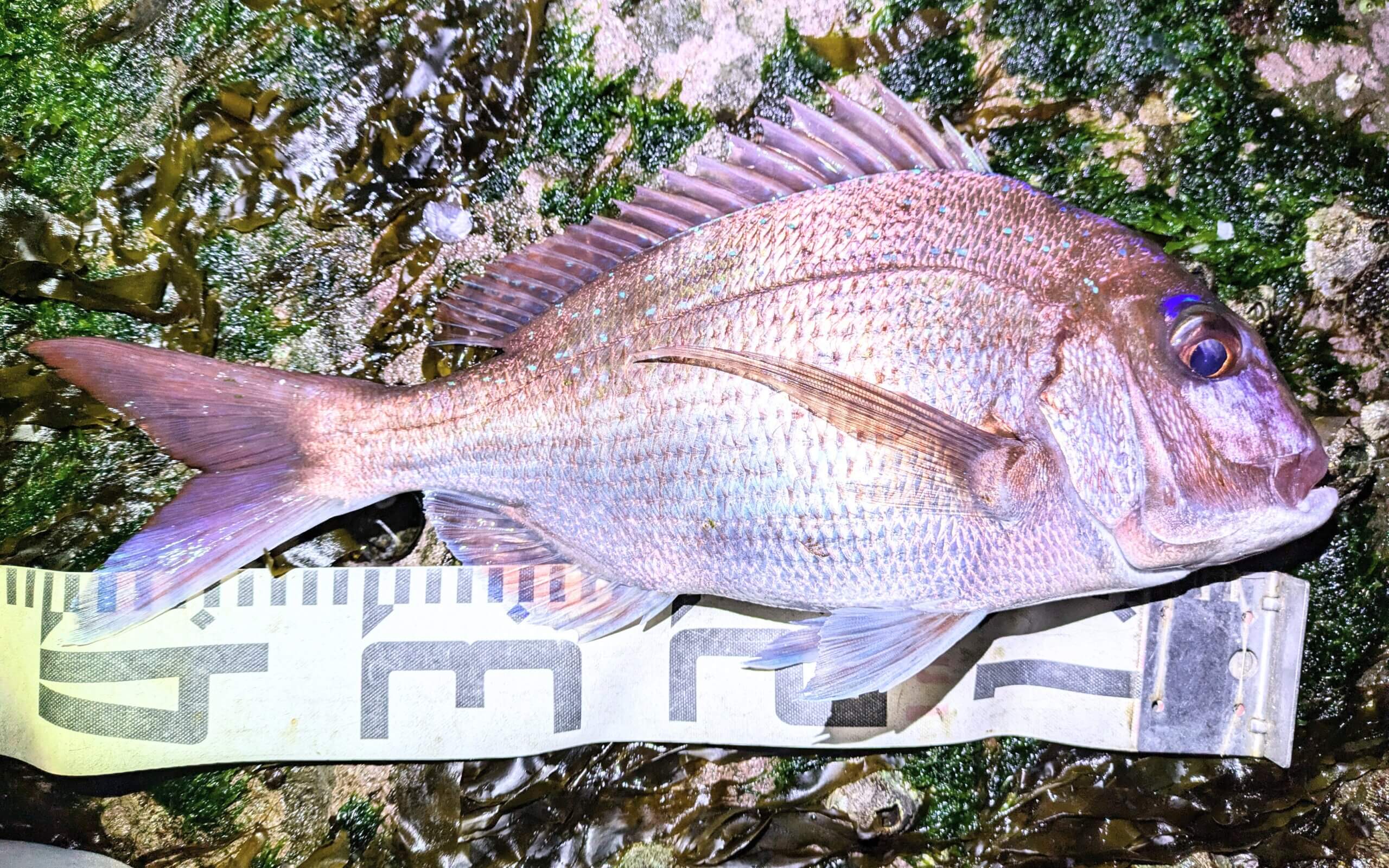 2026年01月01日（木曜日）｜マダイ｜千葉県 – 勝浦市地磯｜ウキフカセ｜フィールドテスター宮永 敏彦