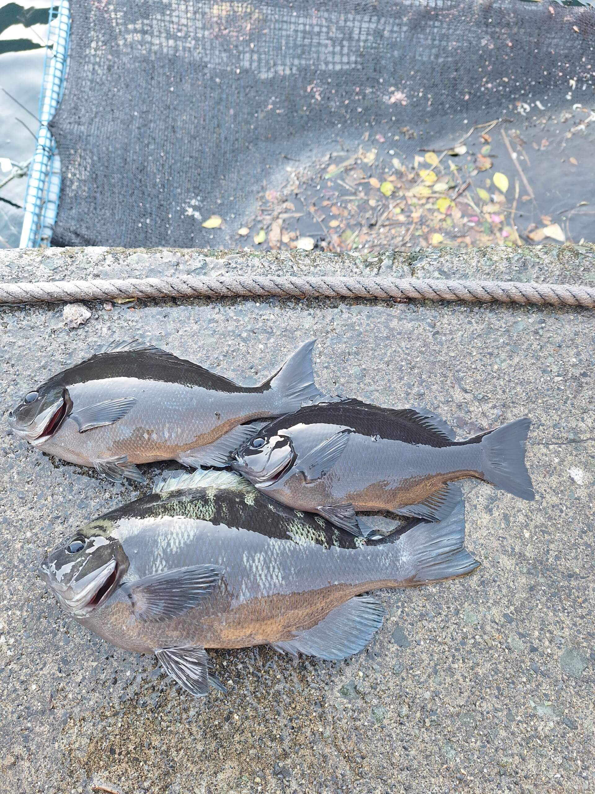 2026年01月04日（日曜日）｜メジナ・グレ・クロ｜静岡県 – 南伊豆石廊崎沖磯｜ウキフカセ｜フィールドスタッフ中世 武司