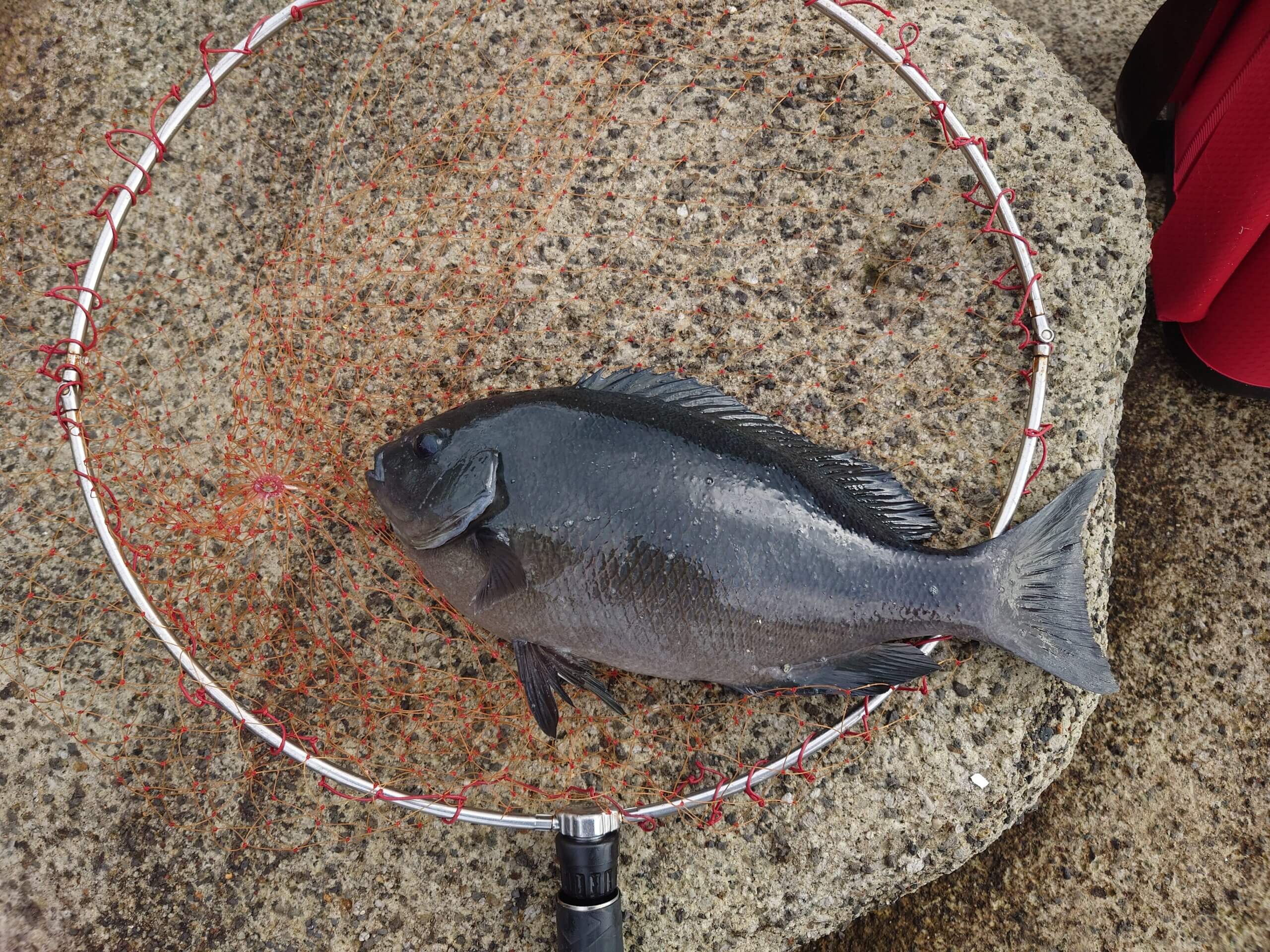 2026年01月09日（金曜日）｜メジナ・グレ・クロ｜静岡県 – 仁科　蛇島｜ウキフカセ｜フィールドスタッフ室田　佳吾　