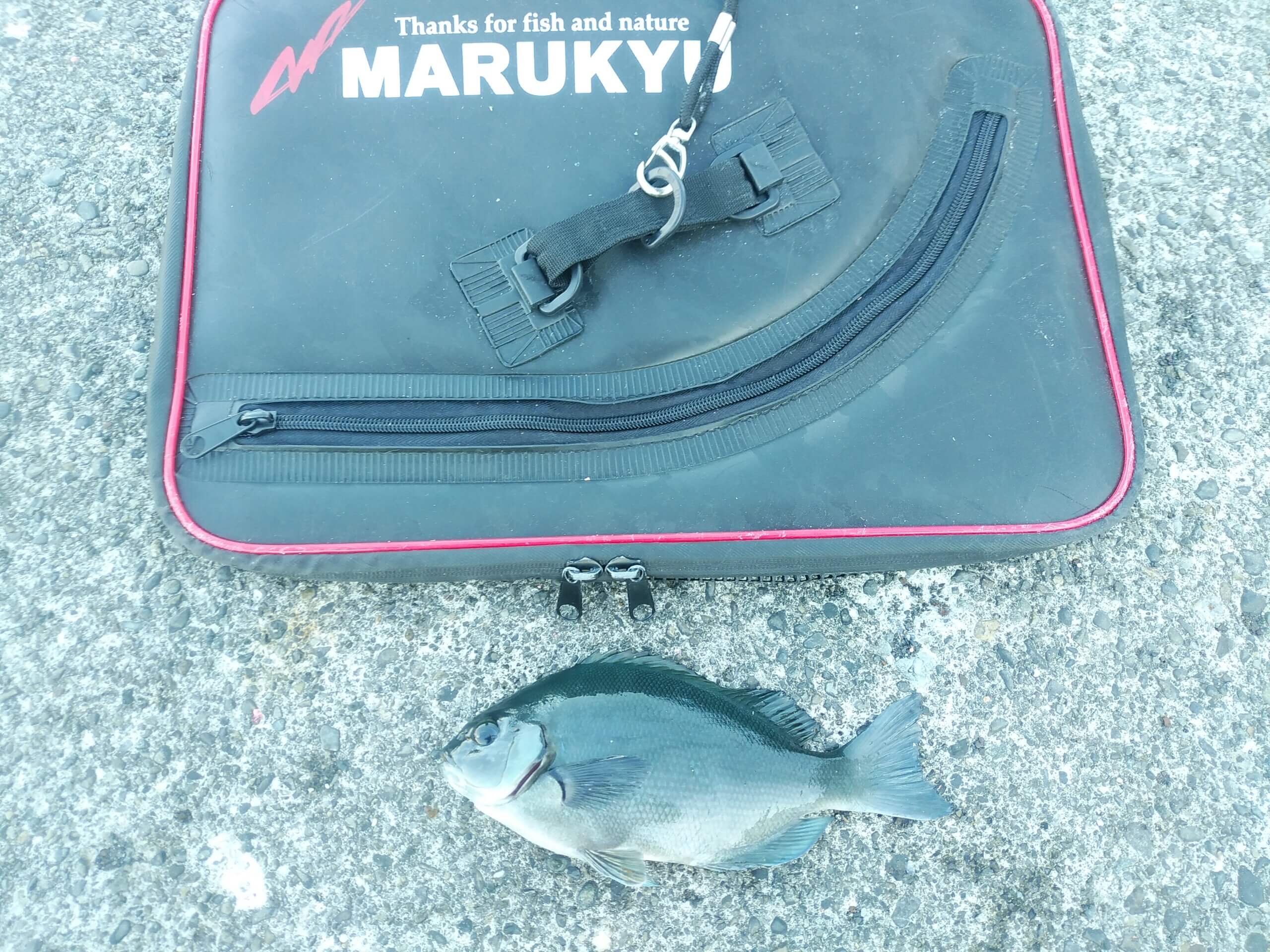 2026年01月02日（金曜日）｜メジナ・グレ・クロ｜静岡県 – 東伊豆初島｜ウキフカセ｜フィールドスタッフ中山 智晴