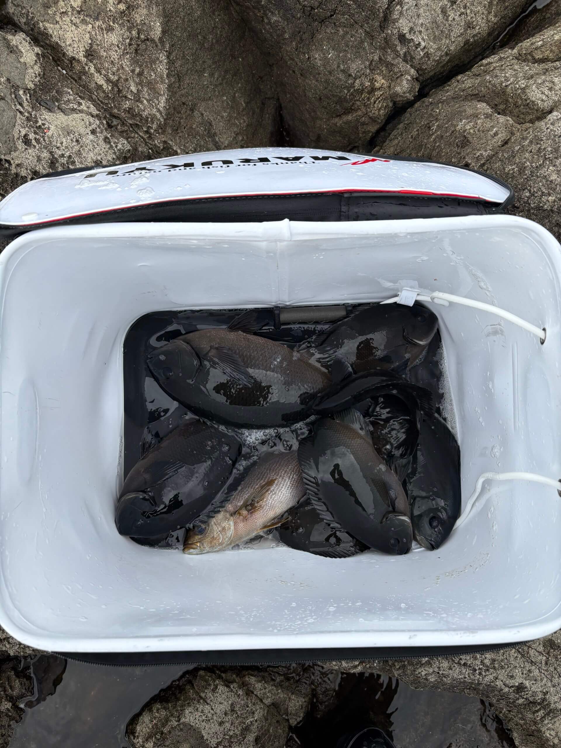 2026年01月28日（水曜日）｜メジナ・グレ・クロ｜静岡県 – 仁科ヤトリ｜ウキフカセ｜フィールドテスター田邉 昌汰