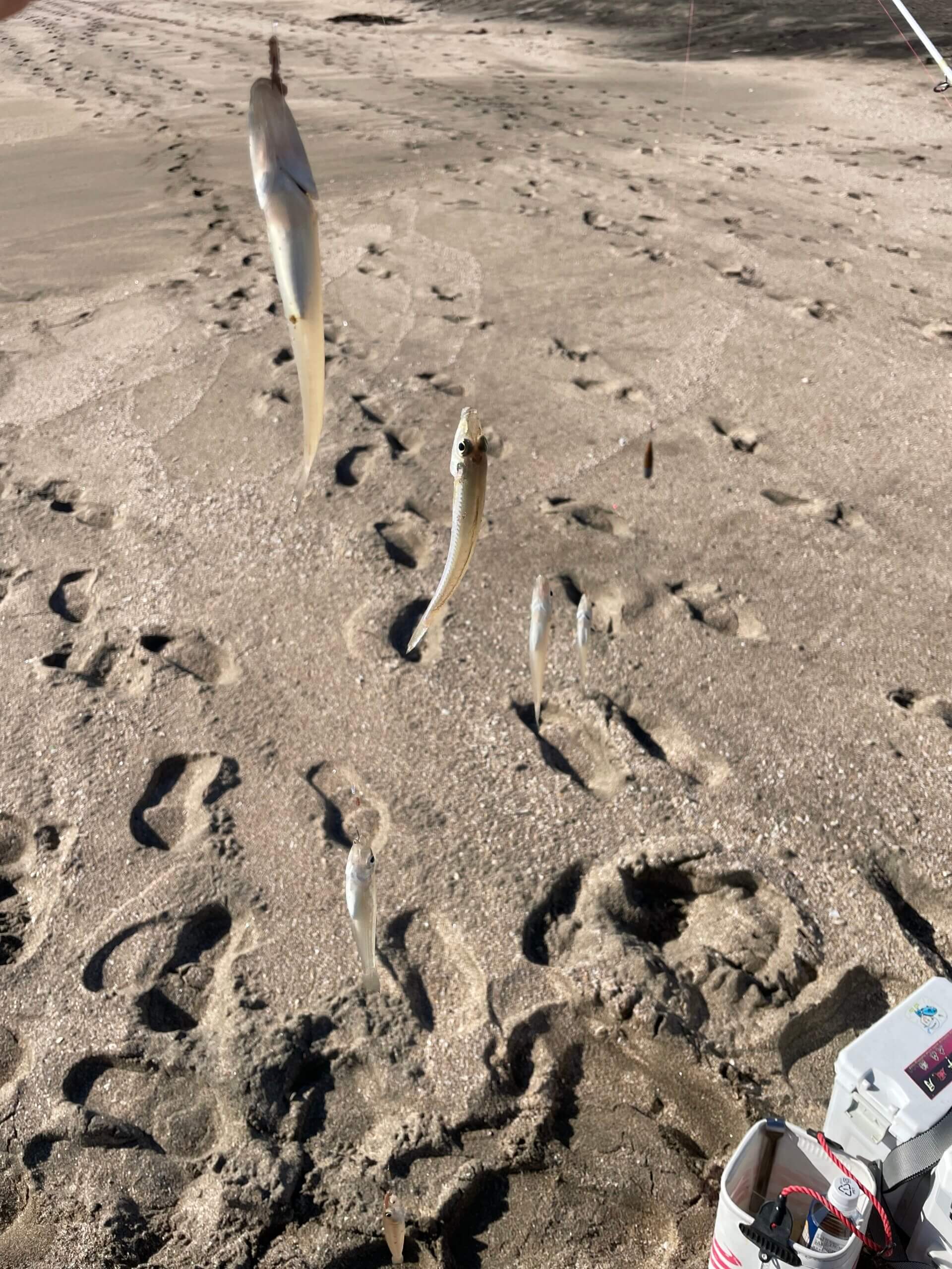 2026年01月08日（木曜日）｜キス｜千葉県 – 部原海岸｜投げ｜フィールドスタッフ大森 浩