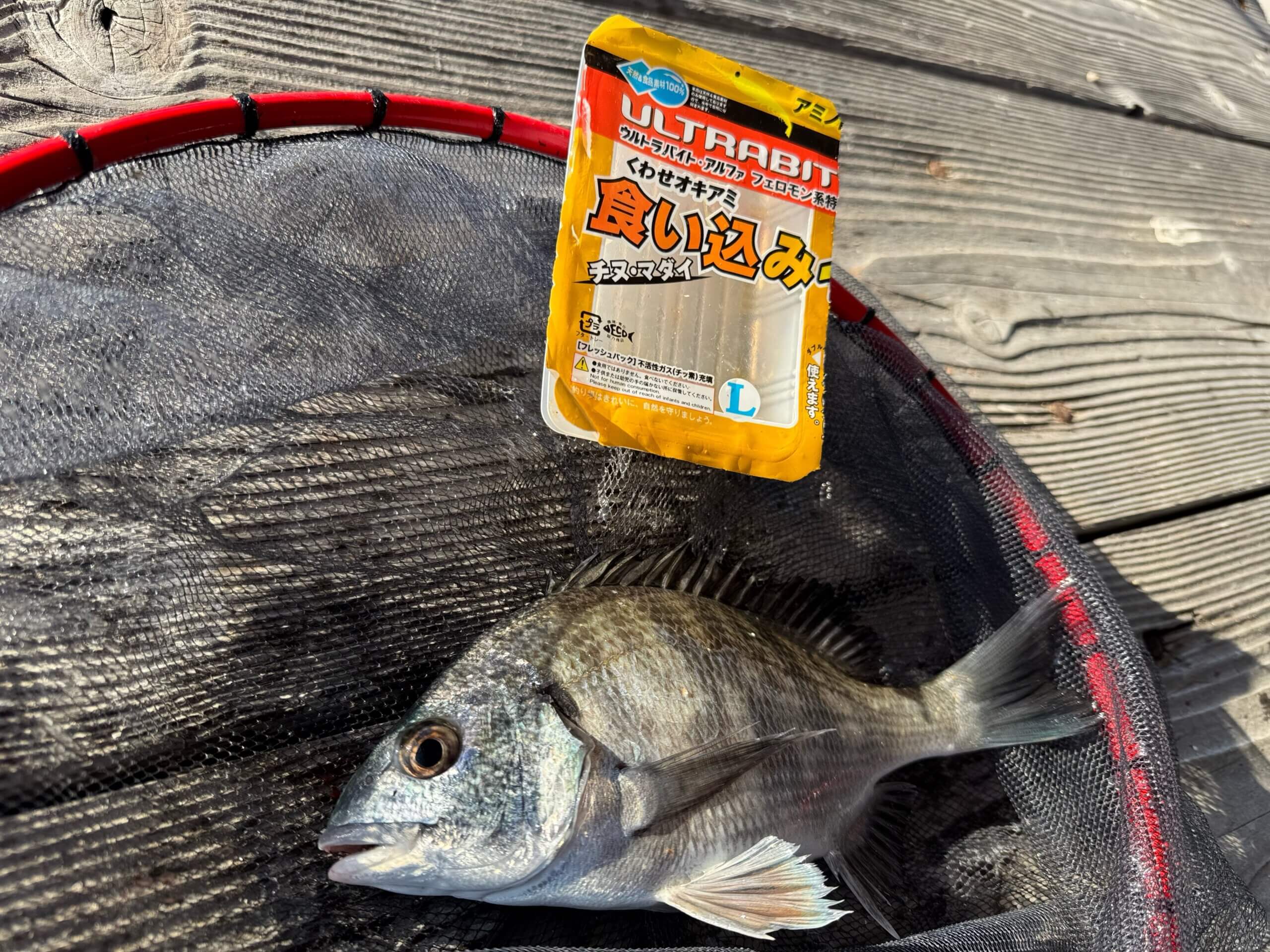 2026年01月10日（土曜日）｜クロダイ・チヌ（かかり釣り）｜高知県 – 浦ノ内湾｜筏・かかり｜フィールドスタッフ山下 健次