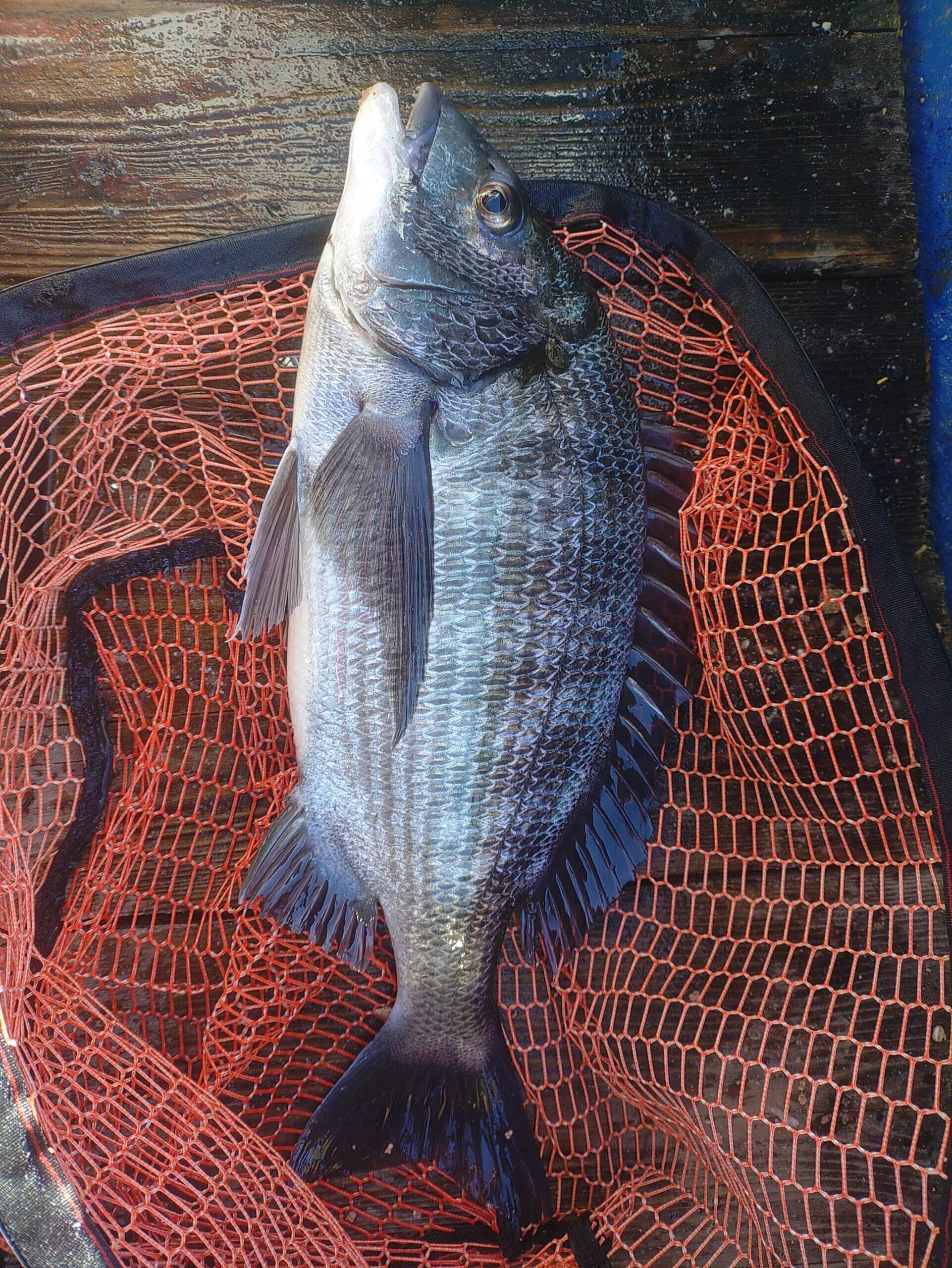 2026年01月25日（日曜日）｜クロダイ・チヌ（かかり釣り）｜静岡県 – 清水港｜筏・かかり｜フィールドスタッフ山本 恭士