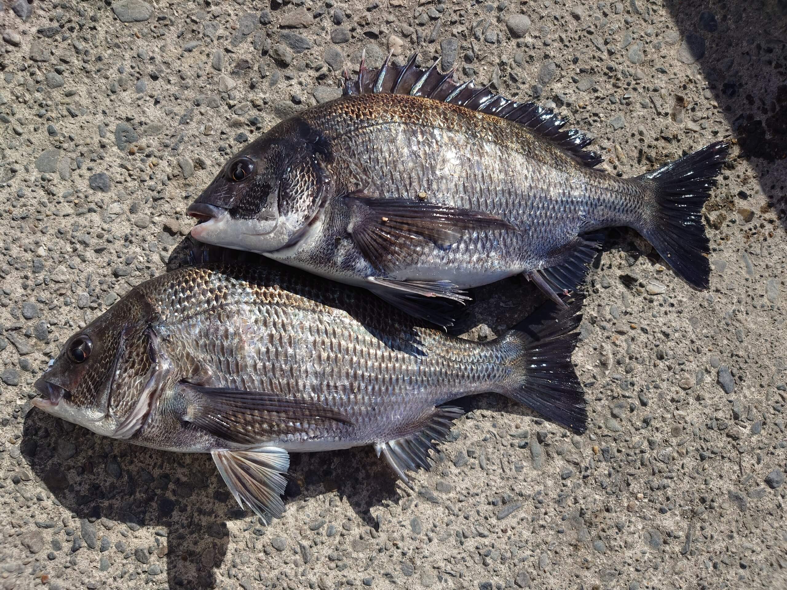 2026年02月03日（火曜日）｜クロダイ・チヌ（フカセ釣り）｜千葉県 – 南房総市冨浦　サメ｜ウキフカセ｜フィールドスタッフ室田　佳吾　