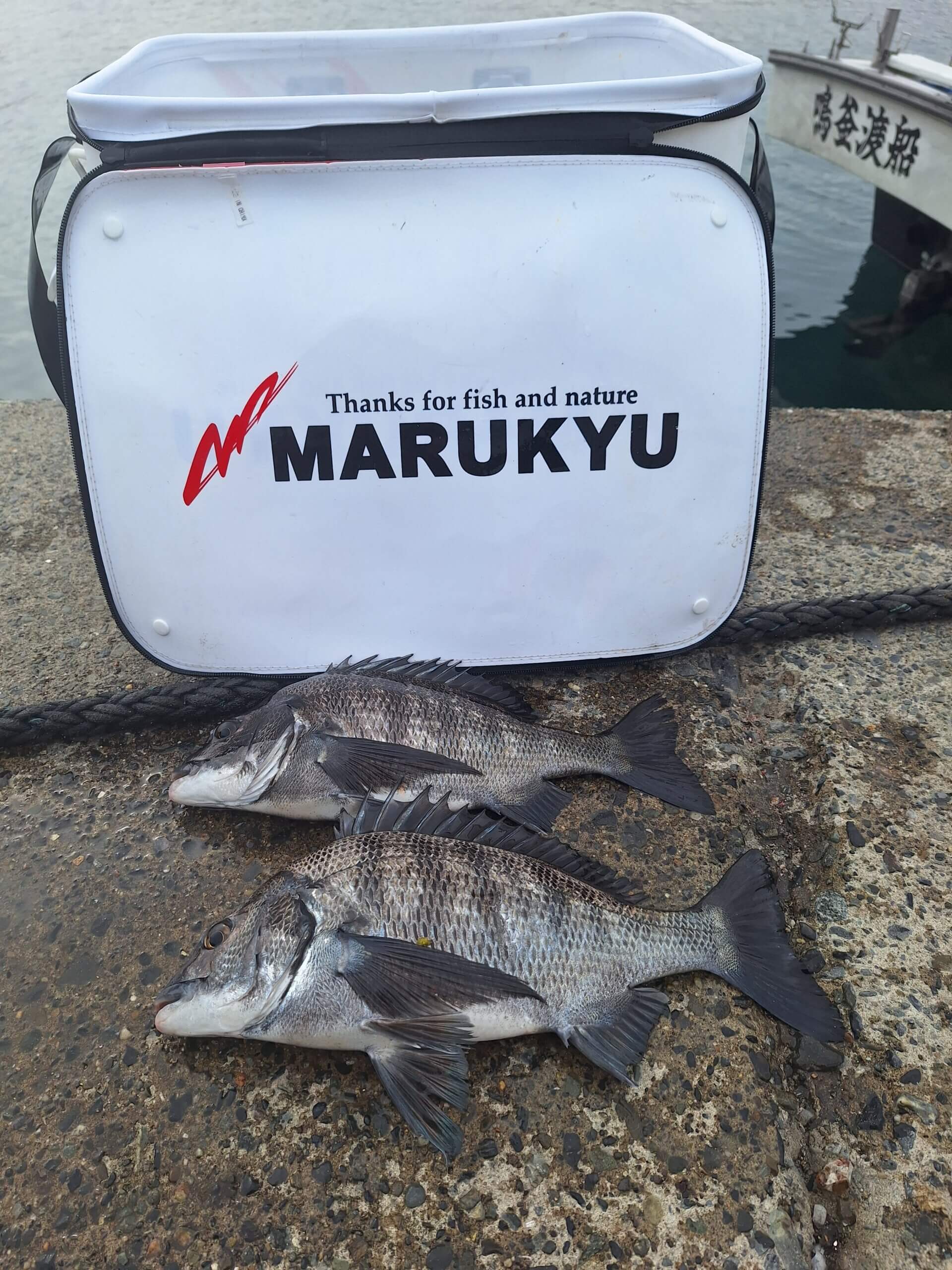 2026年02月05日（木曜日）｜クロダイ・チヌ（フカセ釣り）｜千葉県 – 富浦沖磯｜ウキフカセ｜フィールドスタッフ中世 武司