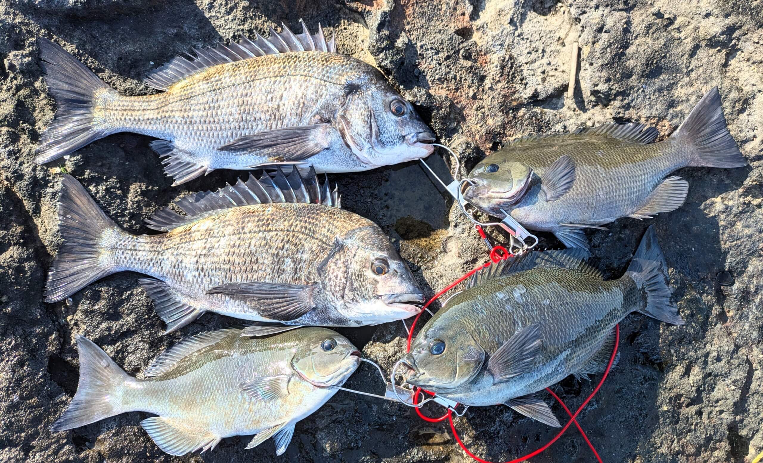 2026年02月15日（日曜日）｜クロダイ・チヌ（フカセ釣り）｜千葉県 – 館山市地磯｜ウキフカセ｜フィールドテスター宮永 敏彦