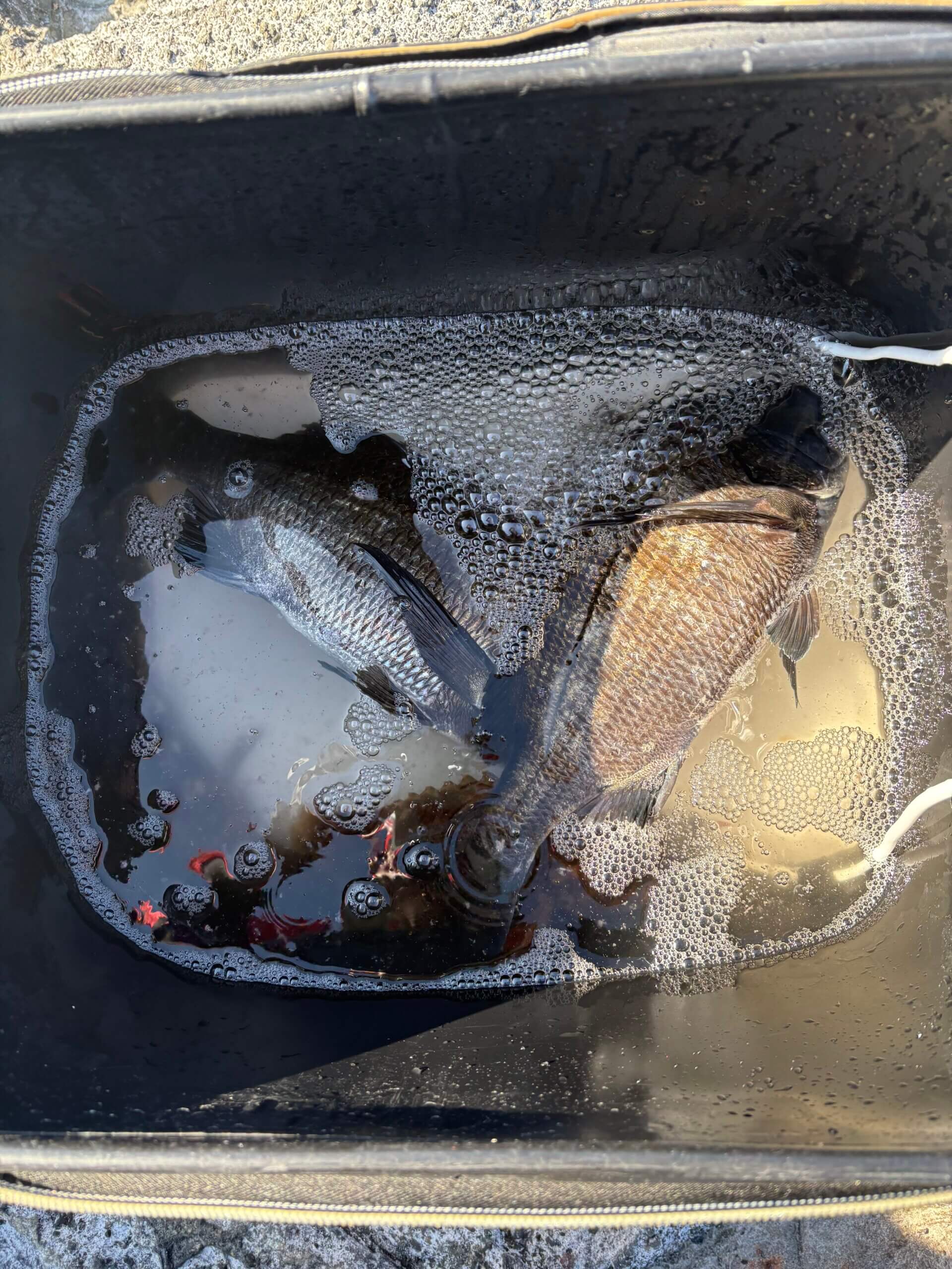 2026年02月04日（水曜日）｜クロダイ・チヌ（フカセ釣り）｜千葉県 – 富浦・サメ｜ウキフカセ｜フィールドテスター田邉 昌汰