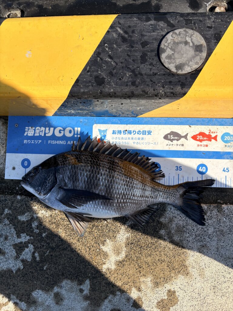2026年03月27日（金曜日）｜クロダイ・チヌ（ウキダンゴ釣り）｜静岡県