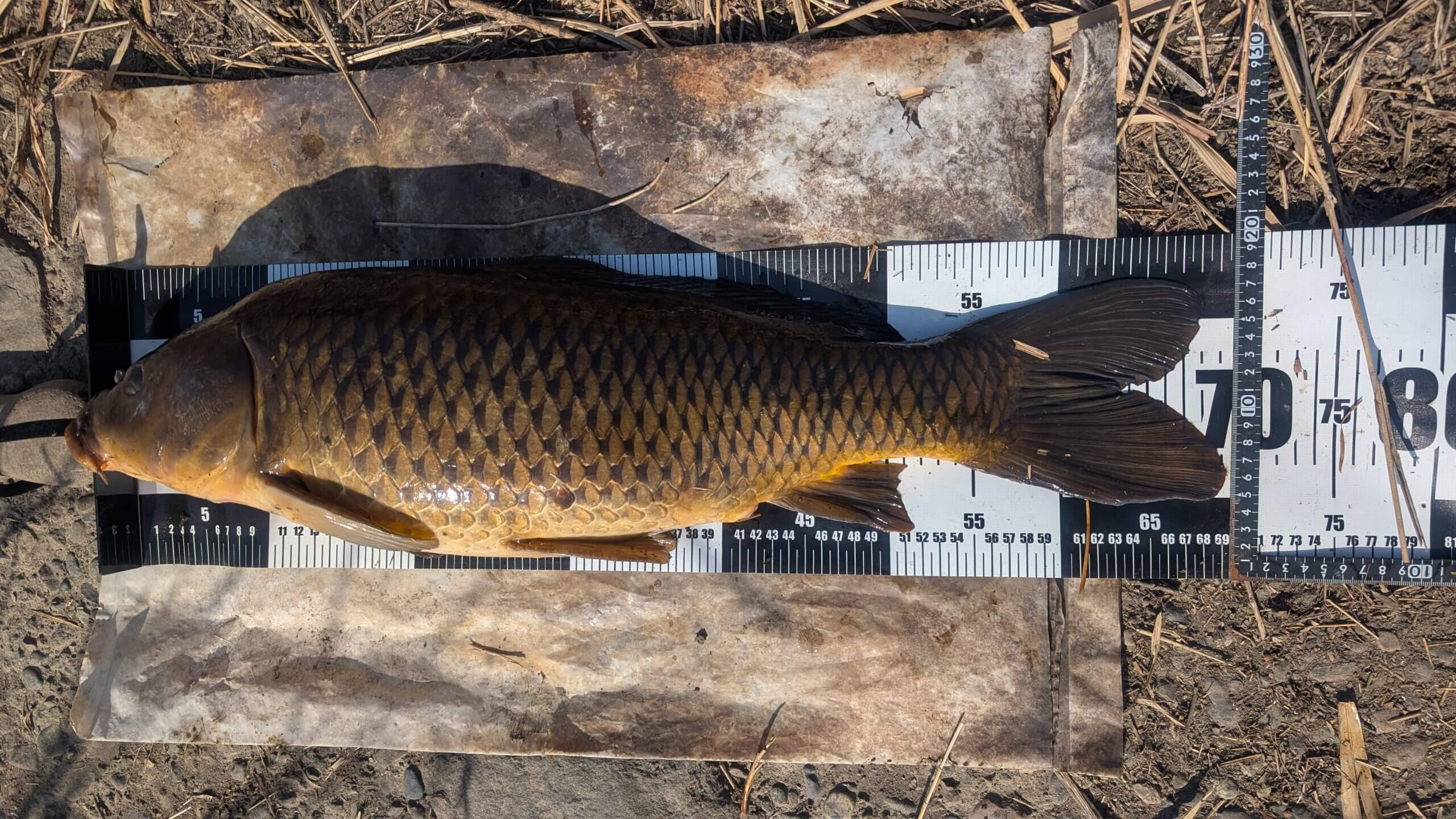 2026年03月07日（土曜日）｜コイ｜群馬県 – 井野川｜吸い込み（コイ）｜フィールドテスター岸 圭介