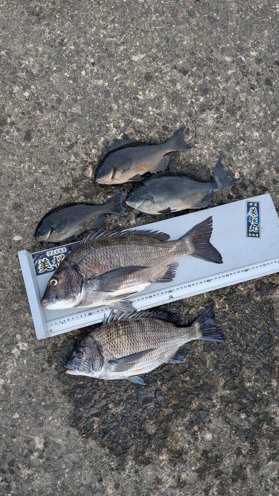 2026年04月19日（日曜日）｜メジナ・グレ・クロ｜静岡県 – 西伊豆松崎町沖磯｜ウキフカセ｜フィールドスタッフ中世 武司