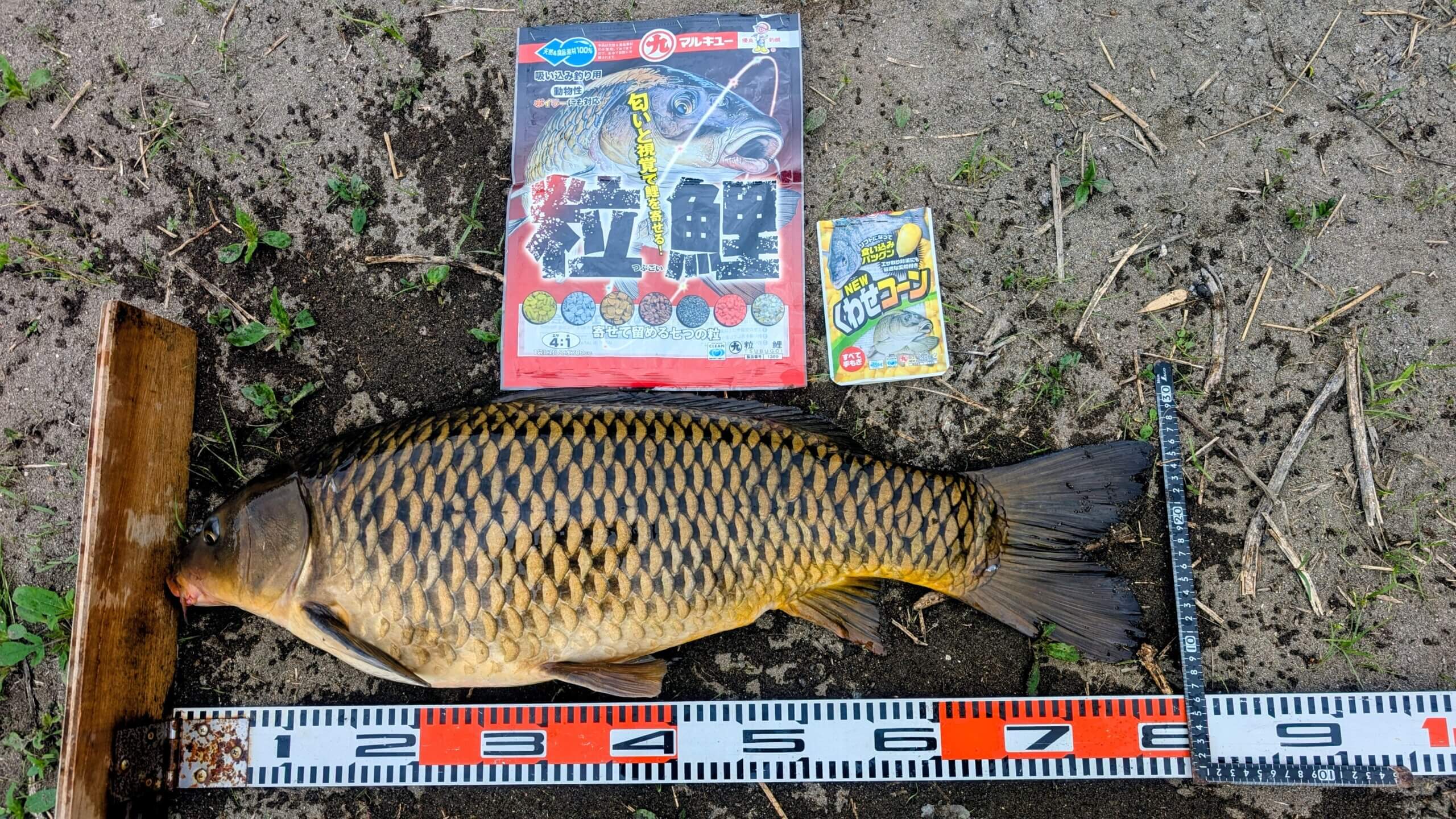 2026年04月07日（火曜日）｜コイ｜群馬県 – 神沢川｜ブッ込み｜フィールドテスター岸 圭介