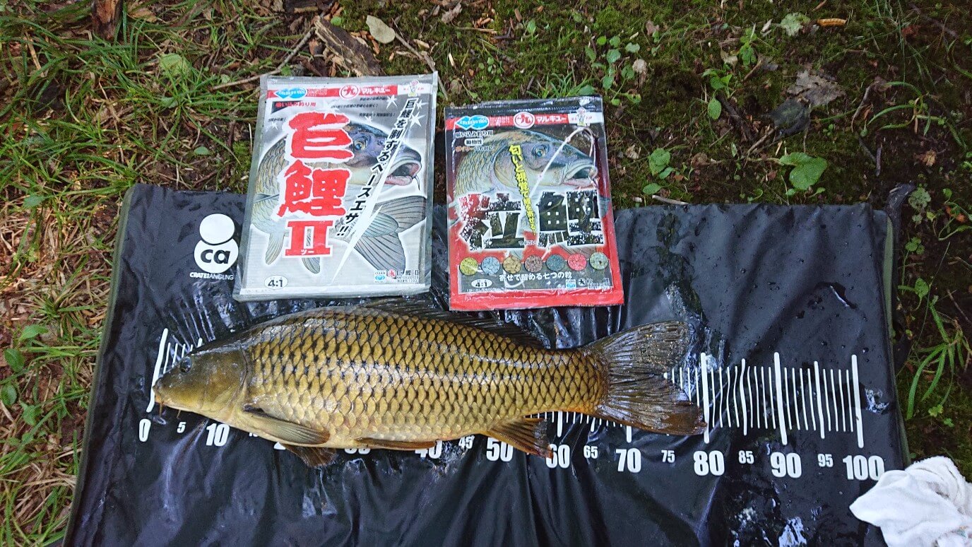 2026年08月16日（日曜日）｜コイ｜青森県 – 十和田湖｜吸い込み（コイ）｜フィールドスタッフ橋場 信幸